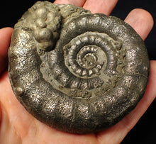 Load image into Gallery viewer, Large pyrite Eteoderoceras (Eoderoceras) ammonite fossil (86 mm)
