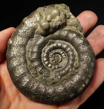 Load image into Gallery viewer, Large pyrite Eteoderoceras (Eoderoceras) ammonite fossil (86 mm)
