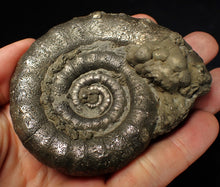 Load image into Gallery viewer, Large pyrite Eteoderoceras (Eoderoceras) ammonite fossil (86 mm)
