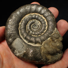 Load image into Gallery viewer, Large pyrite Eteoderoceras (Eoderoceras) ammonite fossil (86 mm)
