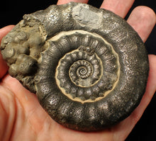 Load image into Gallery viewer, Large pyrite Eteoderoceras (Eoderoceras) ammonite fossil (86 mm)
