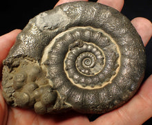 Load image into Gallery viewer, Large pyrite Eteoderoceras (Eoderoceras) ammonite fossil (86 mm)
