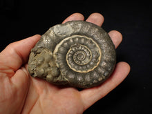 Load image into Gallery viewer, Large pyrite Eteoderoceras (Eoderoceras) ammonite fossil (86 mm)
