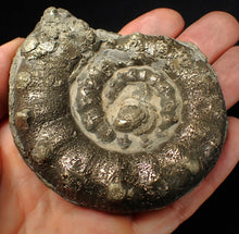 Load image into Gallery viewer, Large chunky pyrite Eteoderoceras (Eoderoceras) ammonite fossil (82 mm)
