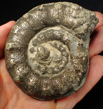 Load image into Gallery viewer, Large chunky pyrite Eteoderoceras (Eoderoceras) ammonite fossil (82 mm)
