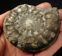 Load image into Gallery viewer, Large chunky pyrite Eteoderoceras (Eoderoceras) ammonite fossil (82 mm)

