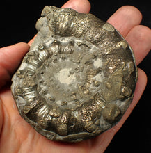 Load image into Gallery viewer, Large chunky pyrite Eteoderoceras (Eoderoceras) ammonite fossil (82 mm)
