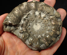 Load image into Gallery viewer, Large chunky pyrite Eteoderoceras (Eoderoceras) ammonite fossil (82 mm)
