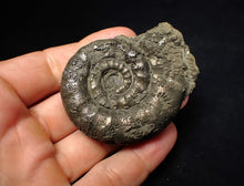 Load image into Gallery viewer, Chunky pyrite Eteoderoceras (Eoderoceras) ammonite fossil (62 mm)
