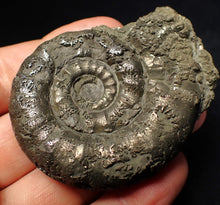 Load image into Gallery viewer, Chunky pyrite Eteoderoceras (Eoderoceras) ammonite fossil (62 mm)

