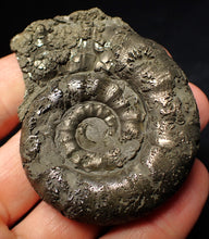 Load image into Gallery viewer, Chunky pyrite Eteoderoceras (Eoderoceras) ammonite fossil (62 mm)

