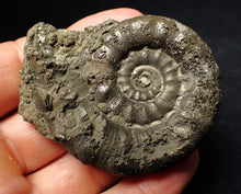 Load image into Gallery viewer, Chunky pyrite Eteoderoceras (Eoderoceras) ammonite fossil (62 mm)
