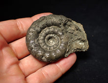 Load image into Gallery viewer, Chunky pyrite Eteoderoceras (Eoderoceras) ammonite fossil (62 mm)
