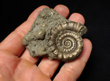 Load image into Gallery viewer, Pyrite Eteoderoceras (Eoderoceras) ammonite fossil (64 mm)

