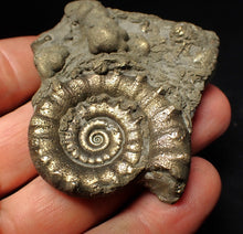 Load image into Gallery viewer, Pyrite Eteoderoceras (Eoderoceras) ammonite fossil (64 mm)

