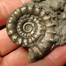 Load image into Gallery viewer, Pyrite Eteoderoceras (Eoderoceras) ammonite fossil (64 mm)
