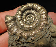 Load image into Gallery viewer, Pyrite Eteoderoceras (Eoderoceras) ammonite fossil (64 mm)
