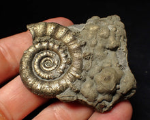 Load image into Gallery viewer, Pyrite Eteoderoceras (Eoderoceras) ammonite fossil (64 mm)
