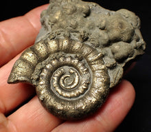 Load image into Gallery viewer, Pyrite Eteoderoceras (Eoderoceras) ammonite fossil (64 mm)

