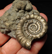 Load image into Gallery viewer, Pyrite Eteoderoceras (Eoderoceras) ammonite fossil (64 mm)
