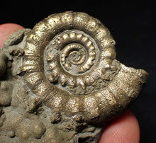 Load image into Gallery viewer, Pyrite Eteoderoceras (Eoderoceras) ammonite fossil (64 mm)
