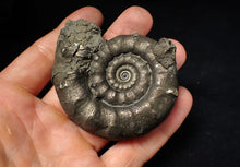 Load image into Gallery viewer, Large pyrite Eteoderoceras (Eoderoceras) ammonite fossil (75 mm)
