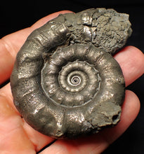 Load image into Gallery viewer, Large pyrite Eteoderoceras (Eoderoceras) ammonite fossil (75 mm)
