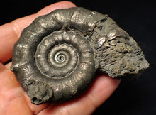 Load image into Gallery viewer, Large pyrite Eteoderoceras (Eoderoceras) ammonite fossil (75 mm)
