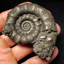 Load image into Gallery viewer, Large pyrite Eteoderoceras (Eoderoceras) ammonite fossil (75 mm)
