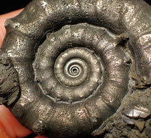 Load image into Gallery viewer, Large pyrite Eteoderoceras (Eoderoceras) ammonite fossil (75 mm)
