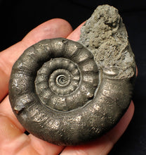 Load image into Gallery viewer, Large pyrite Eteoderoceras (Eoderoceras) ammonite fossil (75 mm)
