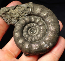 Load image into Gallery viewer, Large pyrite Eteoderoceras (Eoderoceras) ammonite fossil (75 mm)
