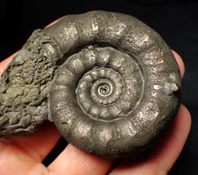Load image into Gallery viewer, Large pyrite Eteoderoceras (Eoderoceras) ammonite fossil (75 mm)
