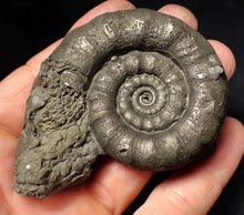 Load image into Gallery viewer, Large pyrite Eteoderoceras (Eoderoceras) ammonite fossil (75 mm)
