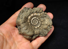 Load image into Gallery viewer, Chunky pyrite Eteoderoceras (Eoderoceras) ammonite fossil (73 mm)
