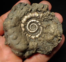 Load image into Gallery viewer, Chunky pyrite Eteoderoceras (Eoderoceras) ammonite fossil (73 mm)
