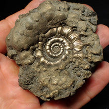 Load image into Gallery viewer, Chunky pyrite Eteoderoceras (Eoderoceras) ammonite fossil (73 mm)

