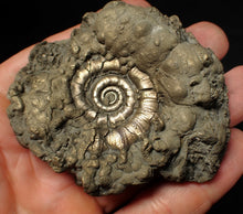 Load image into Gallery viewer, Chunky pyrite Eteoderoceras (Eoderoceras) ammonite fossil (73 mm)
