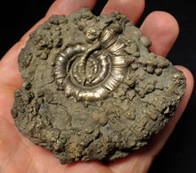 Load image into Gallery viewer, Chunky pyrite Eteoderoceras (Eoderoceras) ammonite fossil (73 mm)
