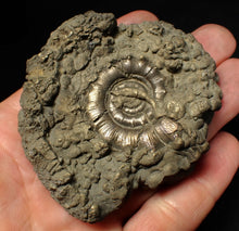 Load image into Gallery viewer, Chunky pyrite Eteoderoceras (Eoderoceras) ammonite fossil (73 mm)
