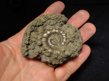 Load image into Gallery viewer, Chunky pyrite Eteoderoceras (Eoderoceras) ammonite fossil (73 mm)
