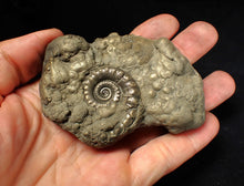 Load image into Gallery viewer, Chunky pyrite multi-Eteoderoceras (Eoderoceras) ammonite fossil (90 mm)
