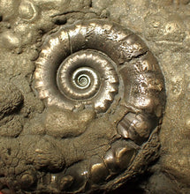 Load image into Gallery viewer, Chunky pyrite multi-Eteoderoceras (Eoderoceras) ammonite fossil (90 mm)
