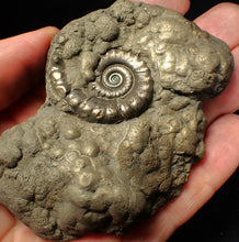 Load image into Gallery viewer, Chunky pyrite multi-Eteoderoceras (Eoderoceras) ammonite fossil (90 mm)
