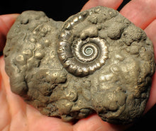 Load image into Gallery viewer, Chunky pyrite multi-Eteoderoceras (Eoderoceras) ammonite fossil (90 mm)
