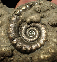 Load image into Gallery viewer, Chunky pyrite multi-Eteoderoceras (Eoderoceras) ammonite fossil (90 mm)
