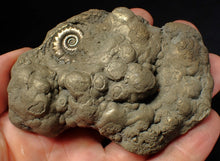 Load image into Gallery viewer, Chunky pyrite multi-Eteoderoceras (Eoderoceras) ammonite fossil (90 mm)
