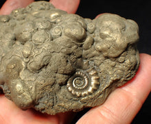 Load image into Gallery viewer, Chunky pyrite multi-Eteoderoceras (Eoderoceras) ammonite fossil (90 mm)

