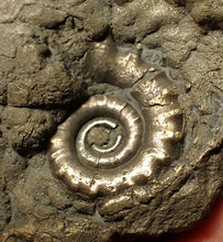Load image into Gallery viewer, Chunky pyrite multi-Eteoderoceras (Eoderoceras) ammonite fossil (90 mm)
