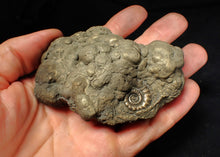 Load image into Gallery viewer, Chunky pyrite multi-Eteoderoceras (Eoderoceras) ammonite fossil (90 mm)

